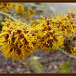 Hamamelis (Zaubernuss)