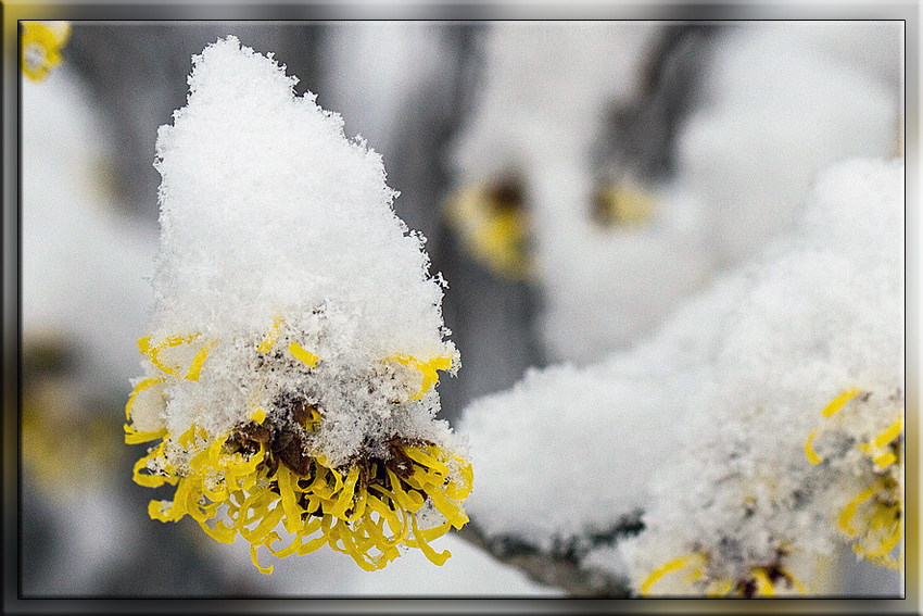 HAMAMELIS - ZAUBERNUSS