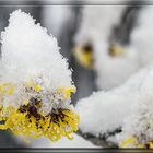 HAMAMELIS - ZAUBERNUSS