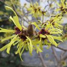 Hamamelis (Zaubernuss)