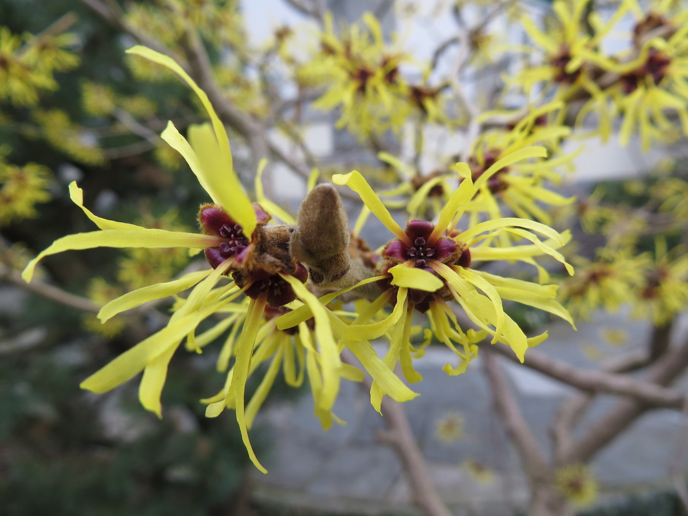 Hamamelis (Zaubernuss)