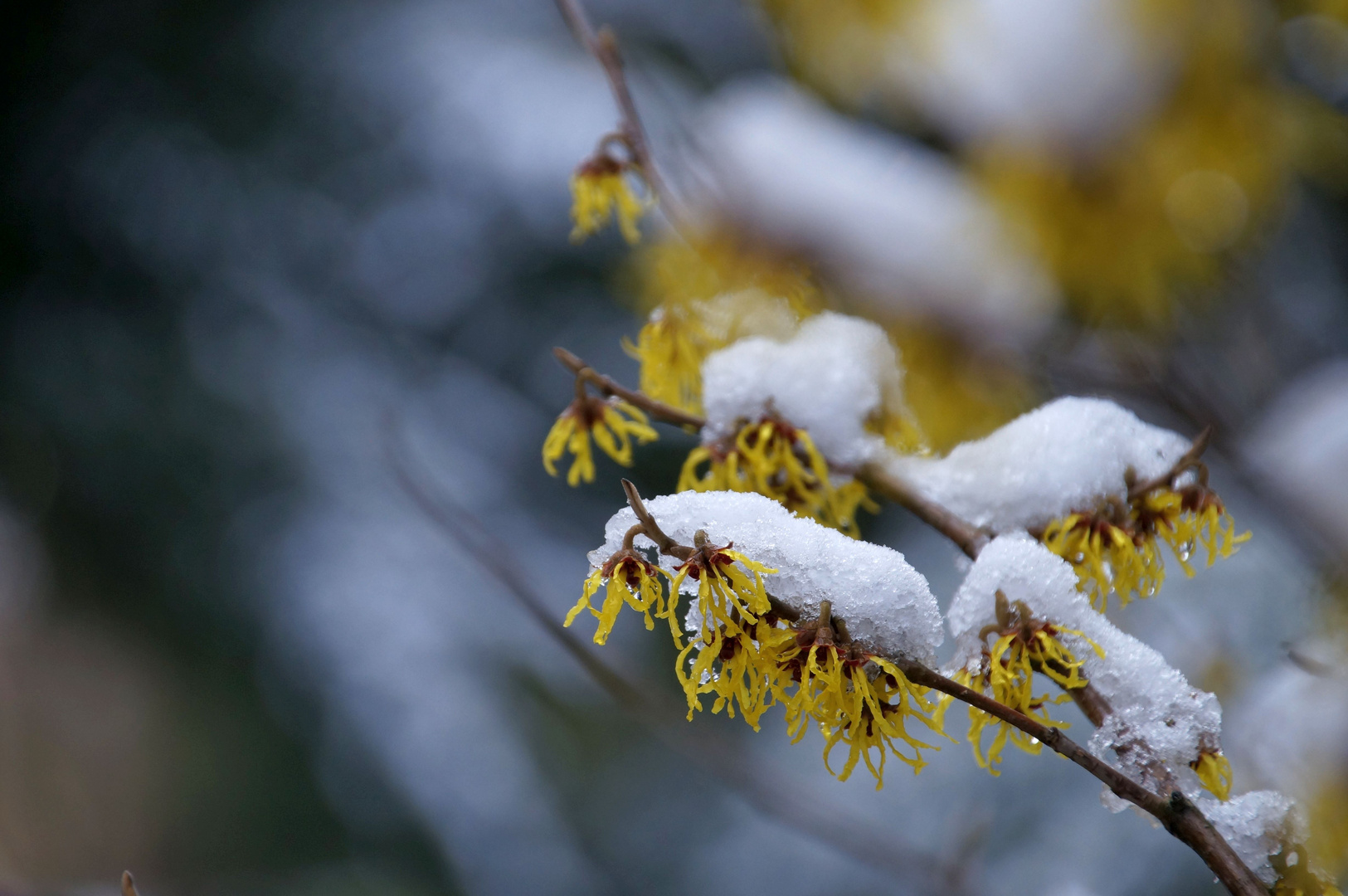 Hamamelis - Zaubernuss