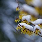 Hamamelis - Zaubernuss