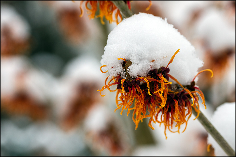 Hamamelis (Zaubernuss)