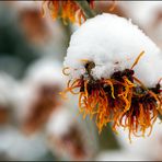 Hamamelis (Zaubernuss)