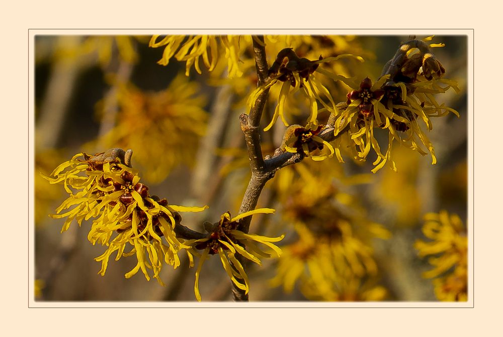 HAMAMELIS - ZAUBERNUSS