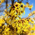 Hamamelis ( Zaubernuss)