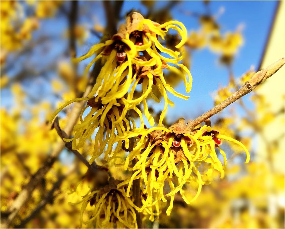 Hamamelis ( Zaubernuss)