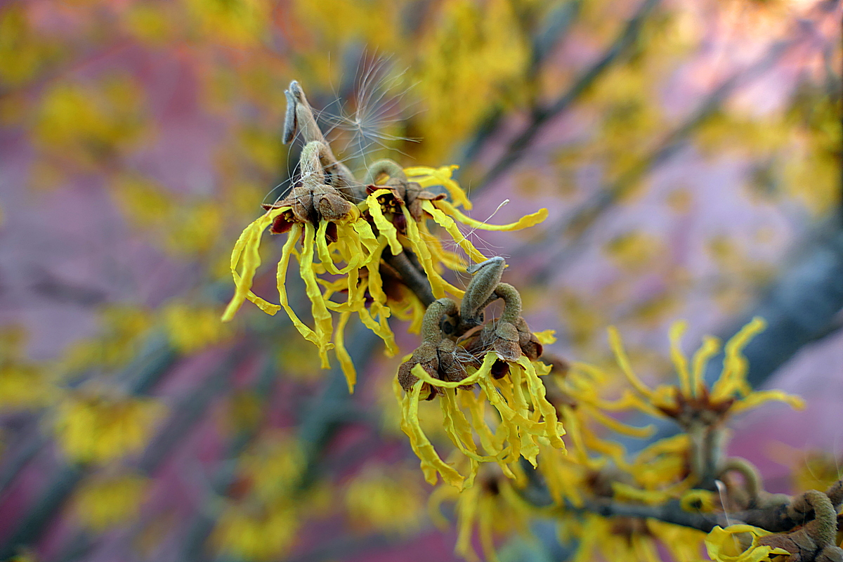 Hamamelis - Zaubernuss