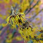 Hamamelis - Zaubernuss