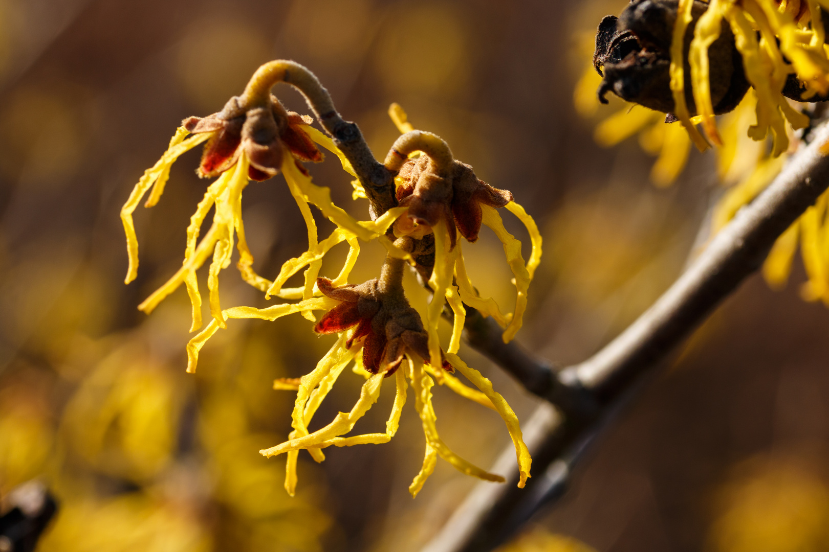 Hamamelis (Zaubernuss)