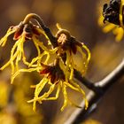 Hamamelis (Zaubernuss)