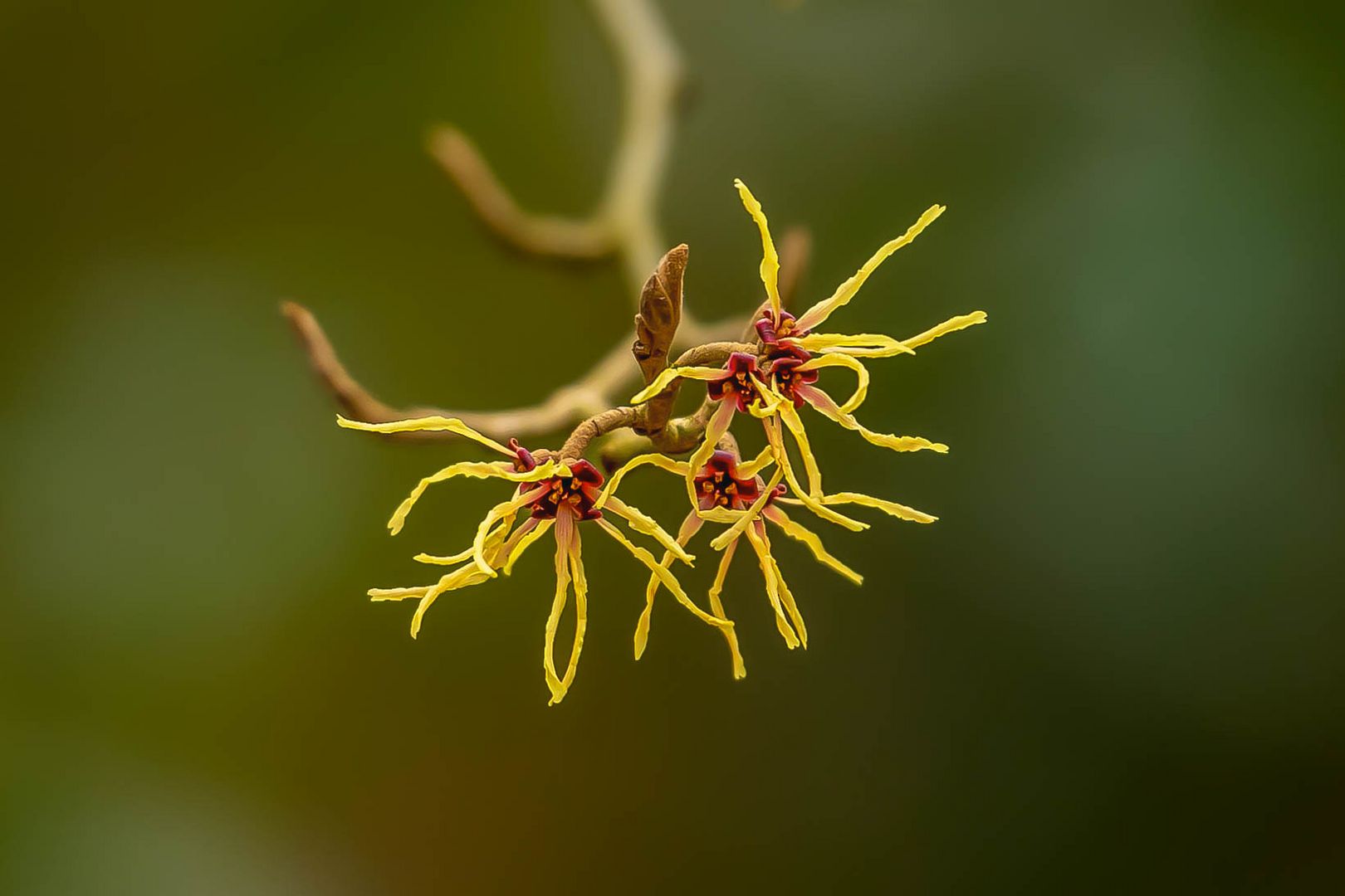 Hamamelis / Zaubernuss