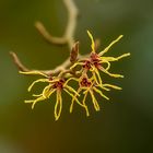 Hamamelis / Zaubernuss