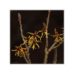 Hamamelis (Zaubernuss)