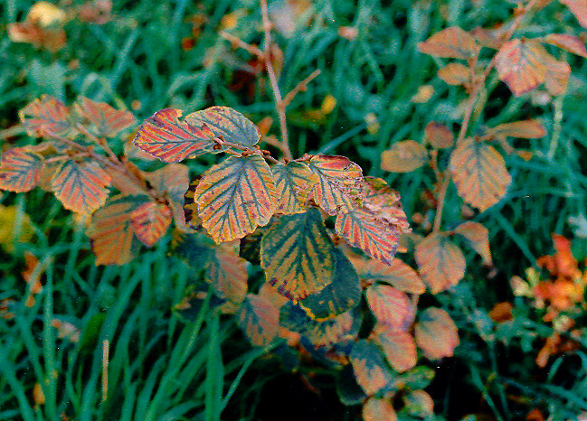 Hamamelisblätter im Herbst