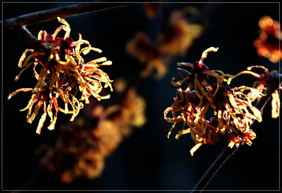 Hamamelismollis **** Ein Feuer-Zauber im Winter ****