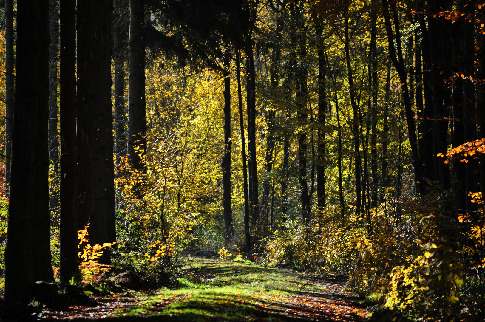 Hambacher Forst Foto & Bild  landschaft, wald, baum Bilder auf fotocommunity