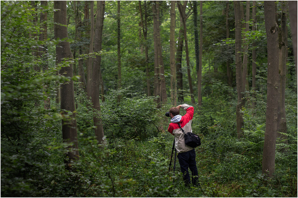 Hambacher Forst