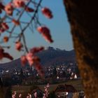 Hambacherschloß im Focus der Mandelblüte