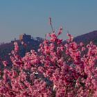 Hambacherschloß  voller Rosa Blüten