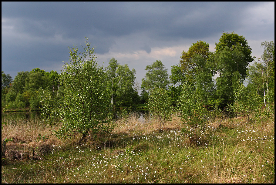 Hambergener Moor