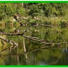 Hambergeraltarm - Natur aus zweiter Hand - Reload