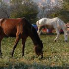 hambre equina