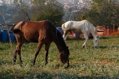 hambre equina