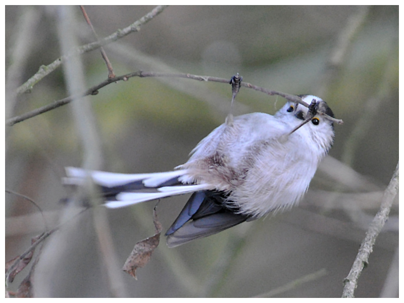 Hambüchen der Vogelwelt