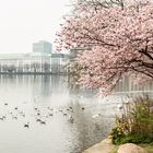 Hamburg Alster 4