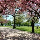 Hamburg - Alsterpark im Frühling