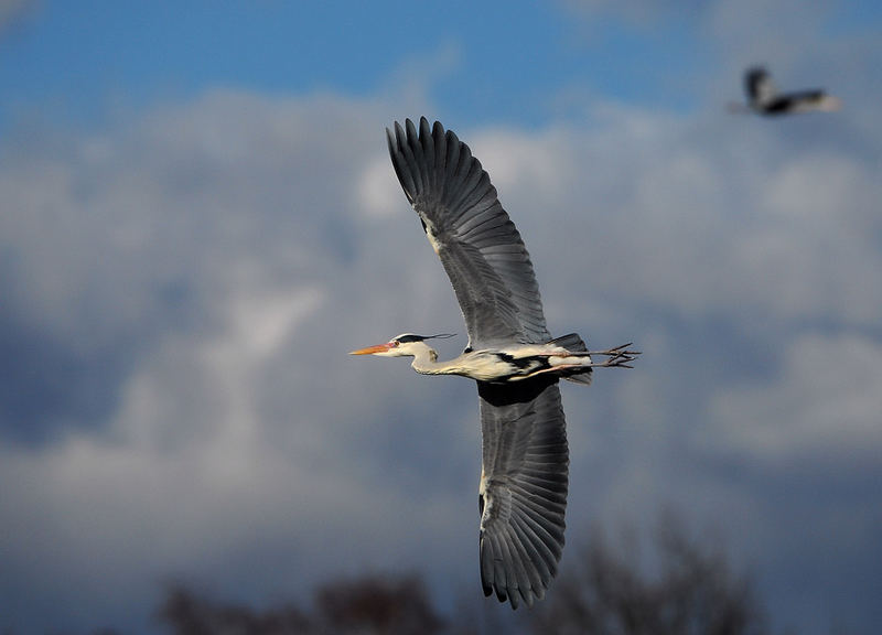 Hamburg: Bramfelder See Foto & Bild | tiere, wildlife, wild lebende ...
