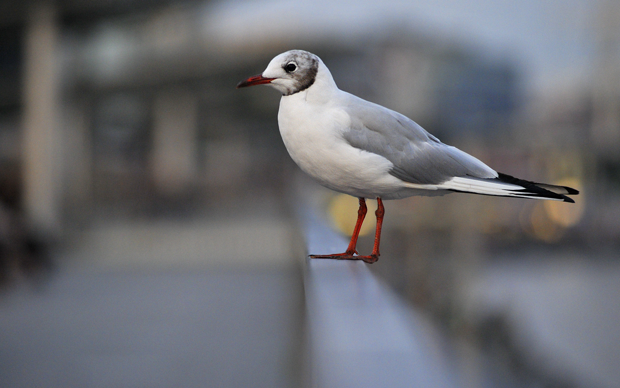 Hamburg - die Möwe