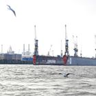 Hamburg Dock 17