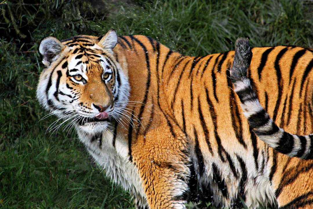 Hamburg, Hagenbecks-Tierpark - Tiger 1