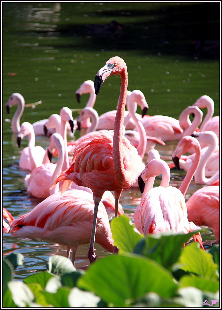 Hamburg Hagenbek *FLAMINGO*