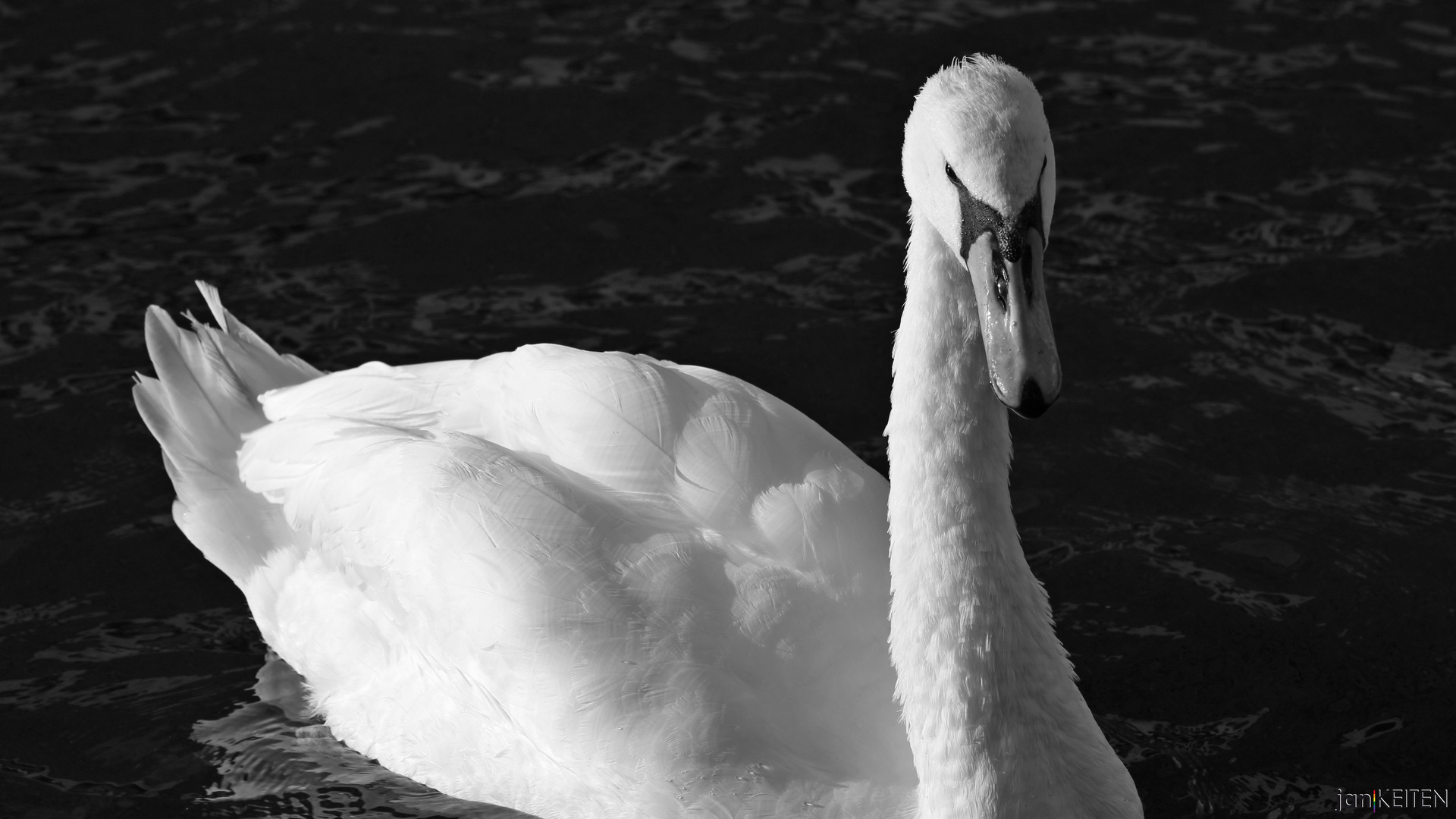 Hamburg: Kleine Alster - Schwan (2016)