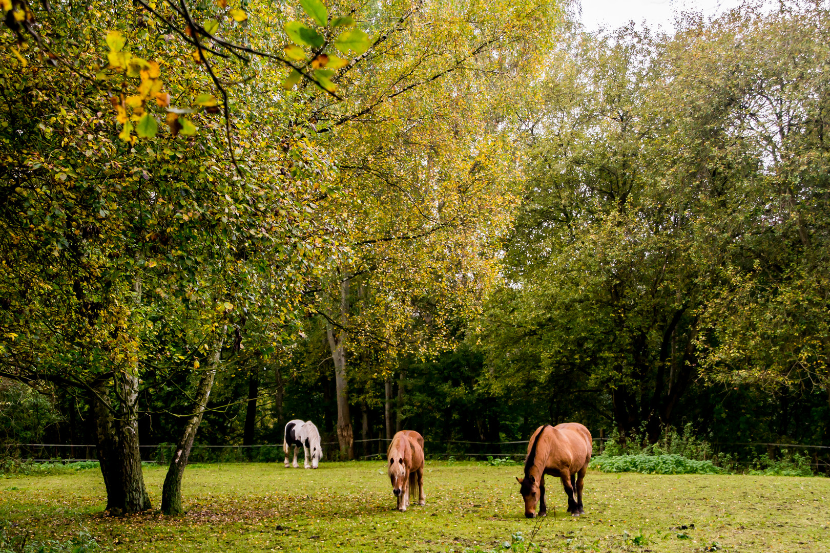 Hamburg - Natur Pur III