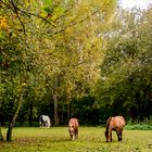 Hamburg - Natur Pur III