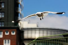 Hamburg ohne Möwenbild, das geht mal gar nicht :-)