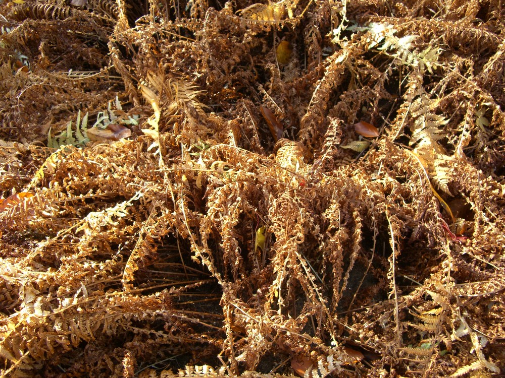 Hamburg - Planten un Plomen