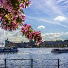 Hamburger Alster zur Kirschblüten Zeit