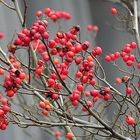 Hamburger-Beeren