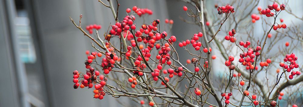 Hamburger-Beeren