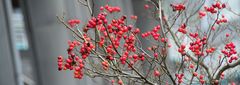 Hamburger-Beeren