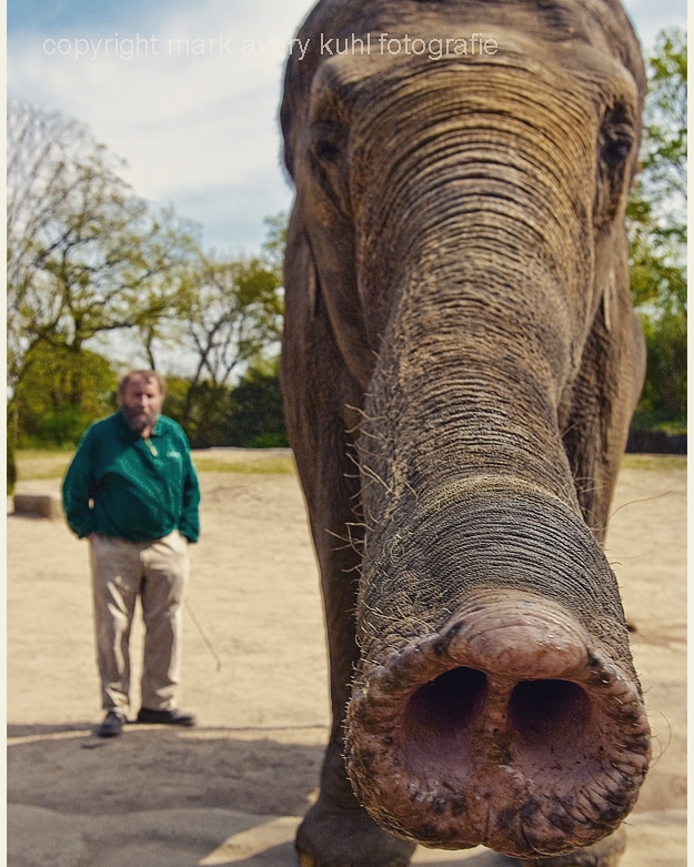 Hamburger Elefant 