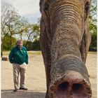 Hamburger Elefant 