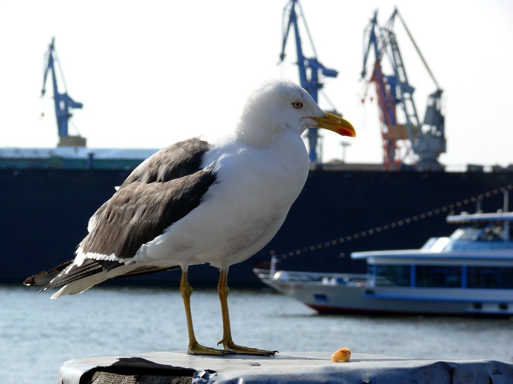 Hamburger Hafen