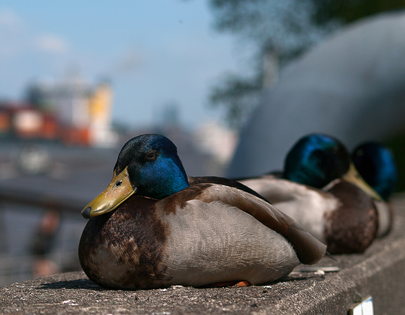 Hamburger Hafen Enten auf Kaimauer